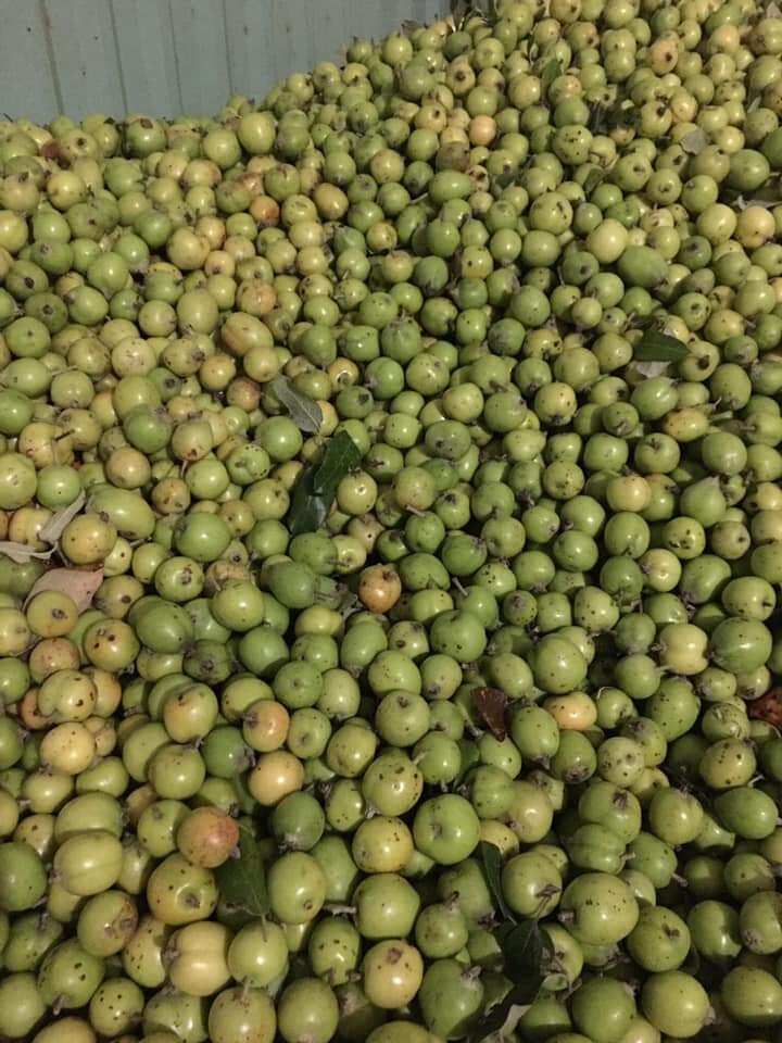 Set 5kg táo mèo tươi