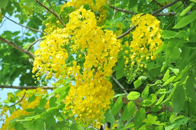 100 gram hạt giống muồng hoàng yến (muồng vàng osaka)