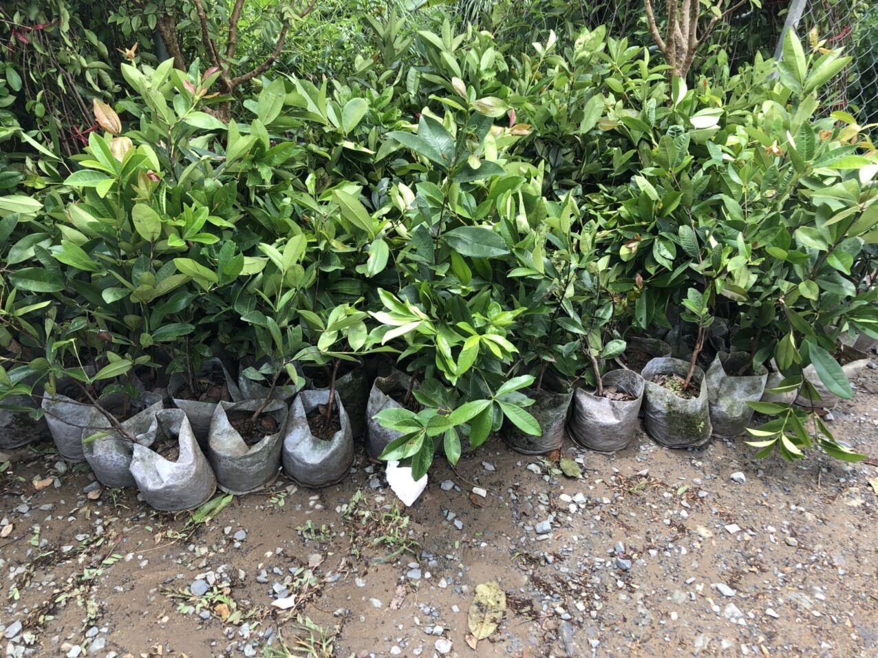 Cây Cherry Brazil siêu trái(70-90cm)