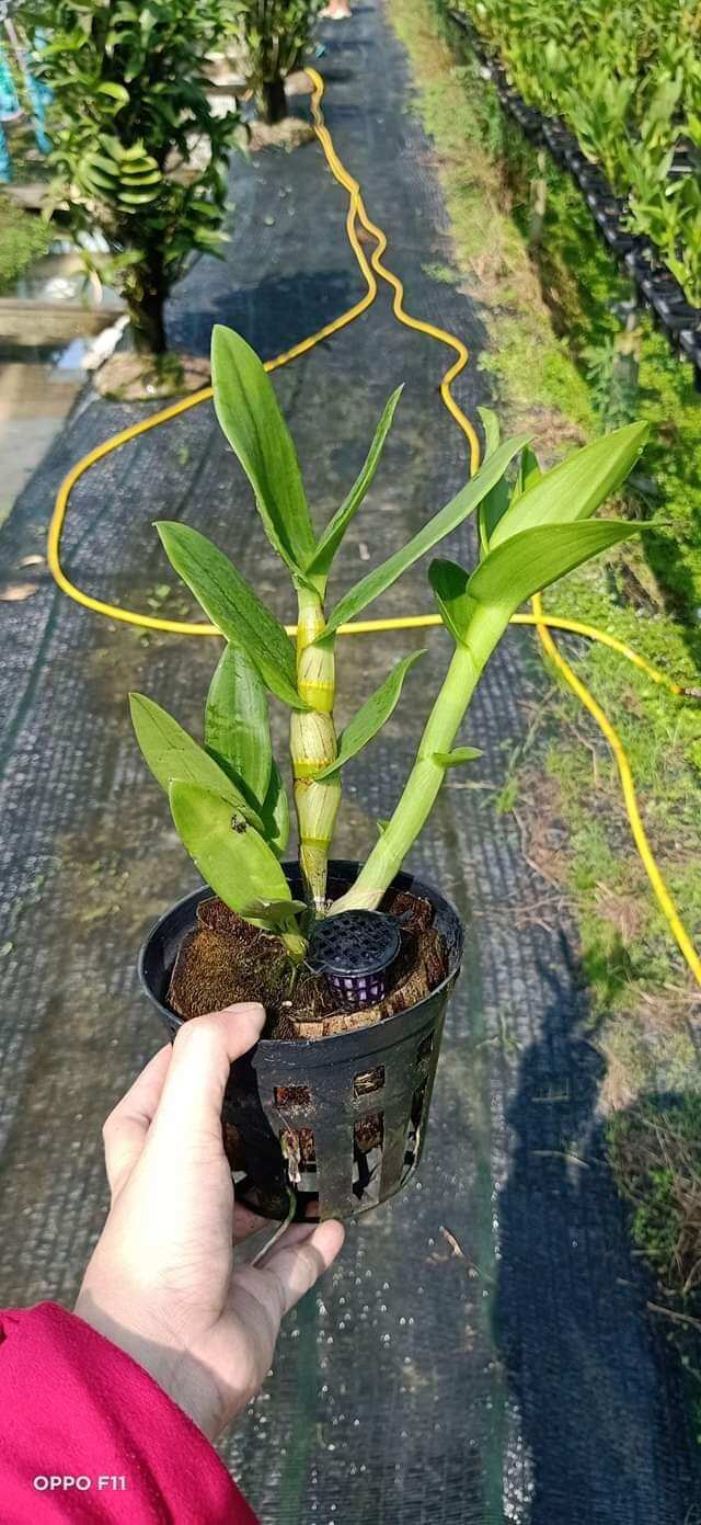 Lan denro nắng bà liễu hoa thơm