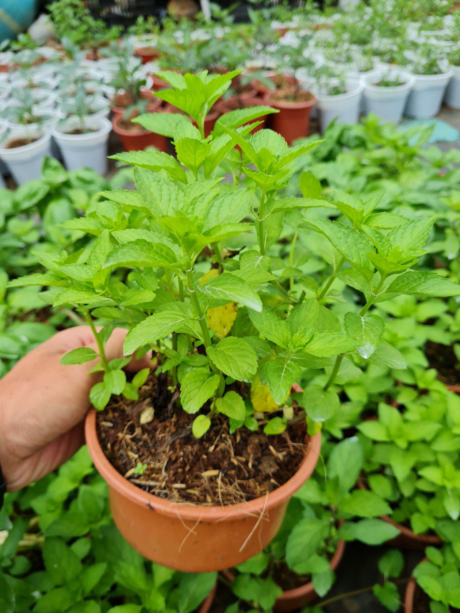 Cây bạc hà Nhật Japanese mint