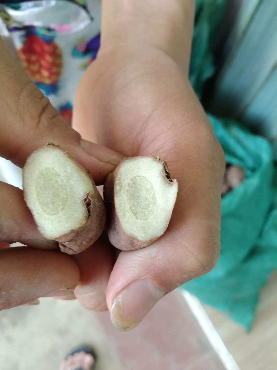 Củ Ngải chống Độc 200g( Củ tươi mọc rừng tự nhiên không phải nghệ trắng )