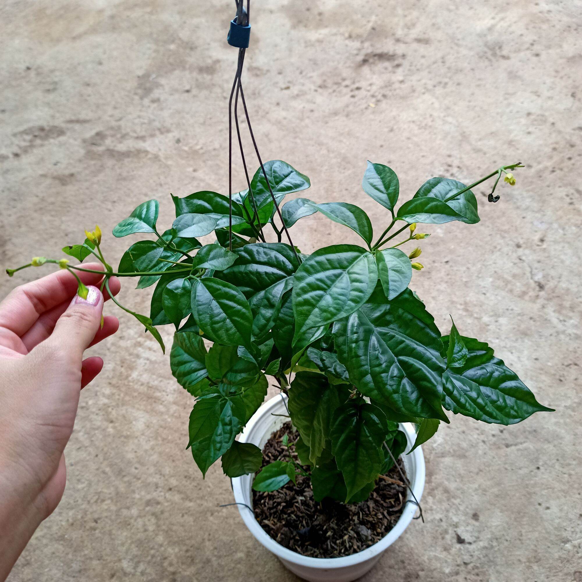 Chậu cây lan hoàng dương đang hoa