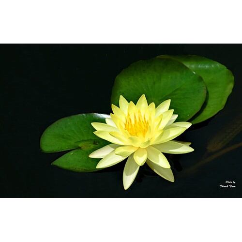 Cây giống hoa súng vàng
