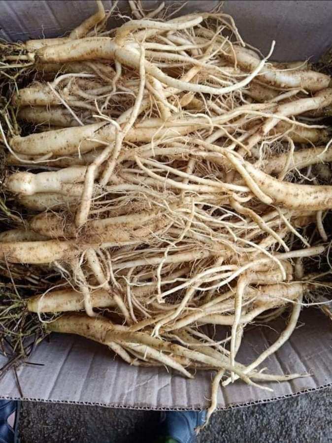 CỦ SÂM núi sấy khô túi 1kg