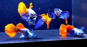 4cặp cá 7màu dumbo red tail