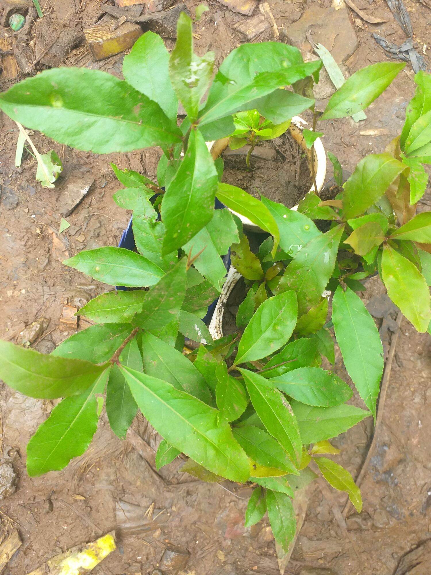 cây Lộc Vừng Đỏ