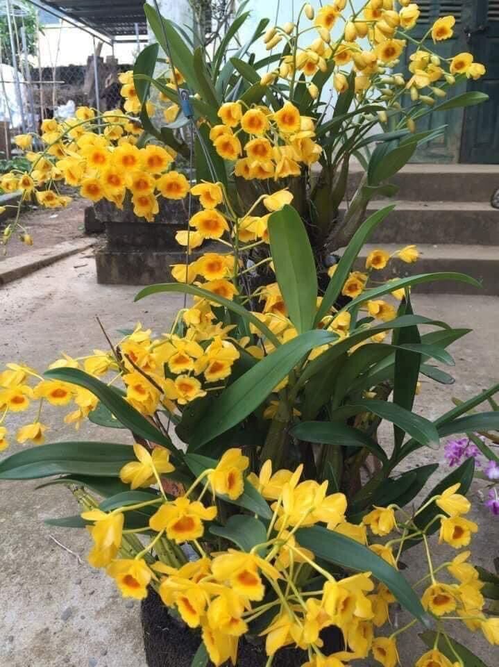 Hoa Lan sơn thủy tiên