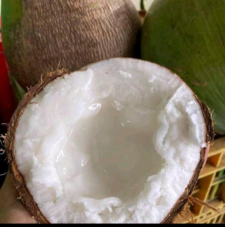 Dừa Sáp Loại 1 Đặc Ruột
