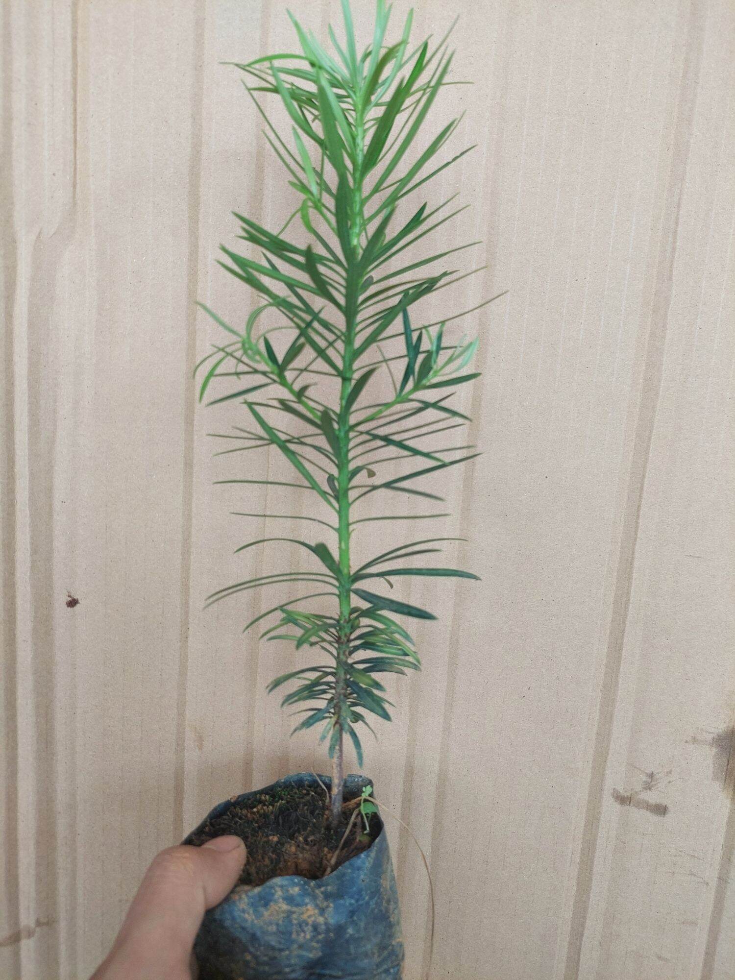 CÂY TÙNG LA HÁN CAO 40-45CM