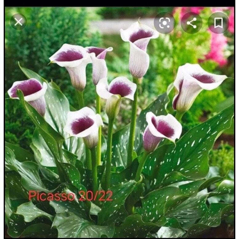 củ hoa rum đủ màu 1 củ