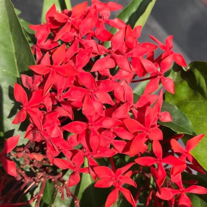 (1 chậu) cây bông trang mỹ đỏ nhung (hoa mẫu đơn)