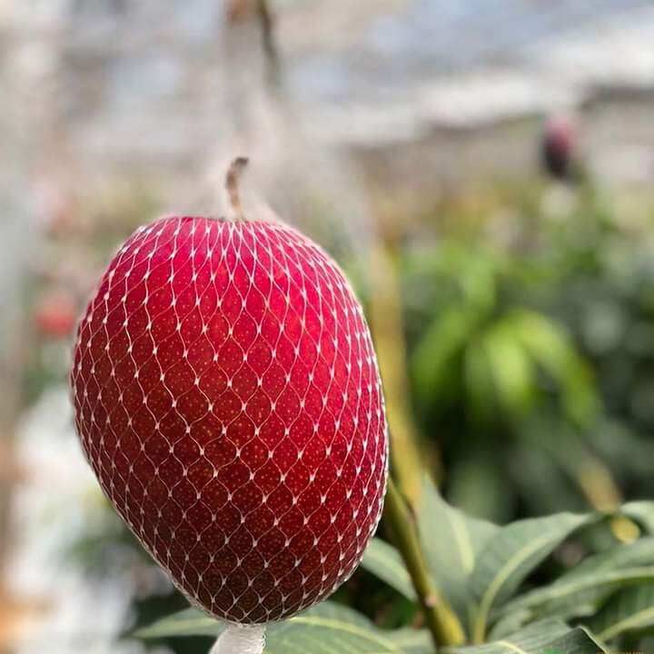 Cây Xoài đỏ nhật bản (thơm ngon)