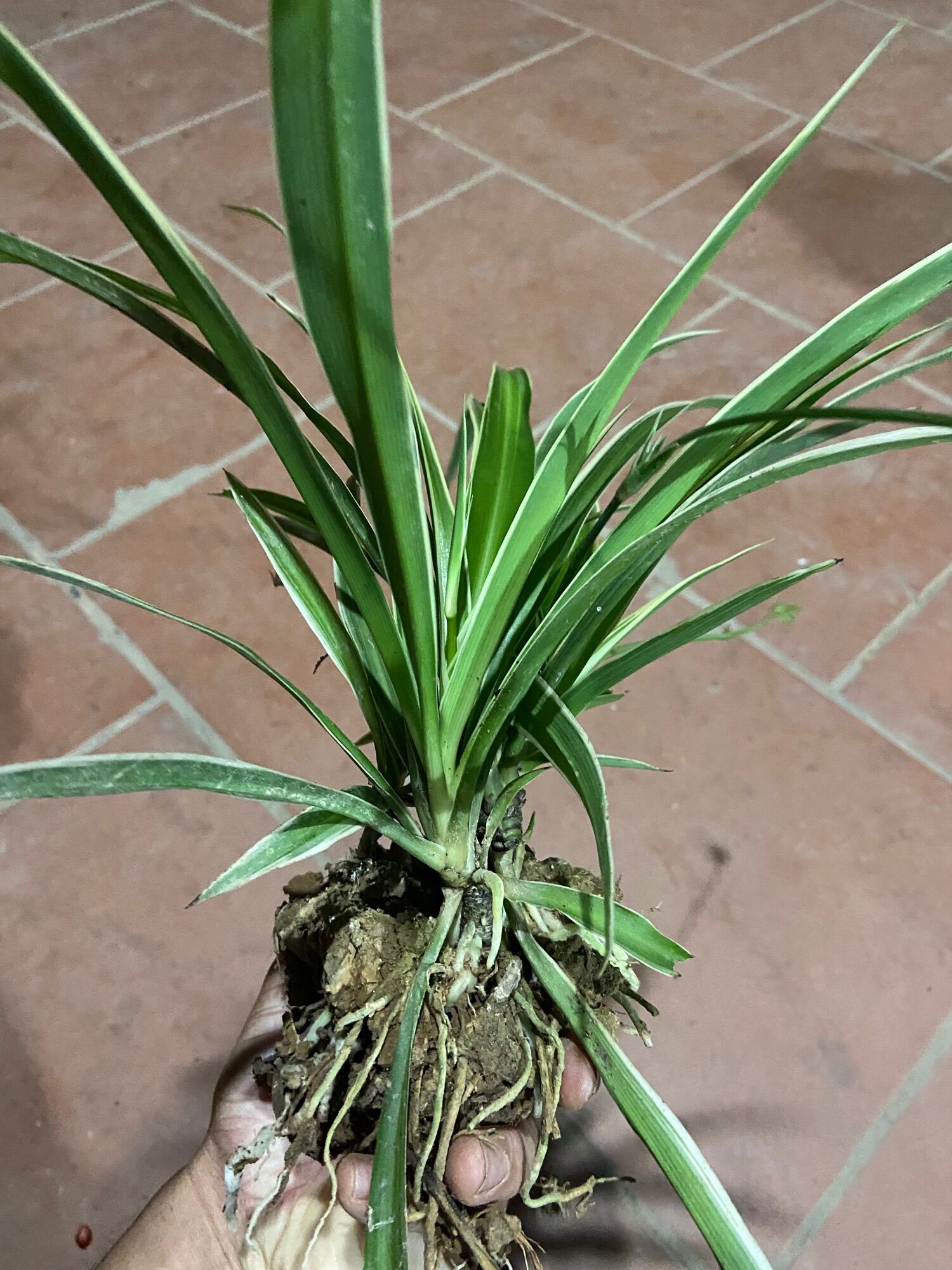 Cỏ lan chi ( cây to)