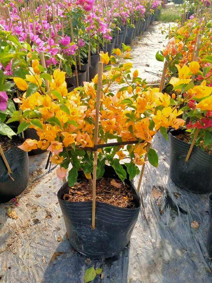 Combo 2 chậu giấy thái màu vàng