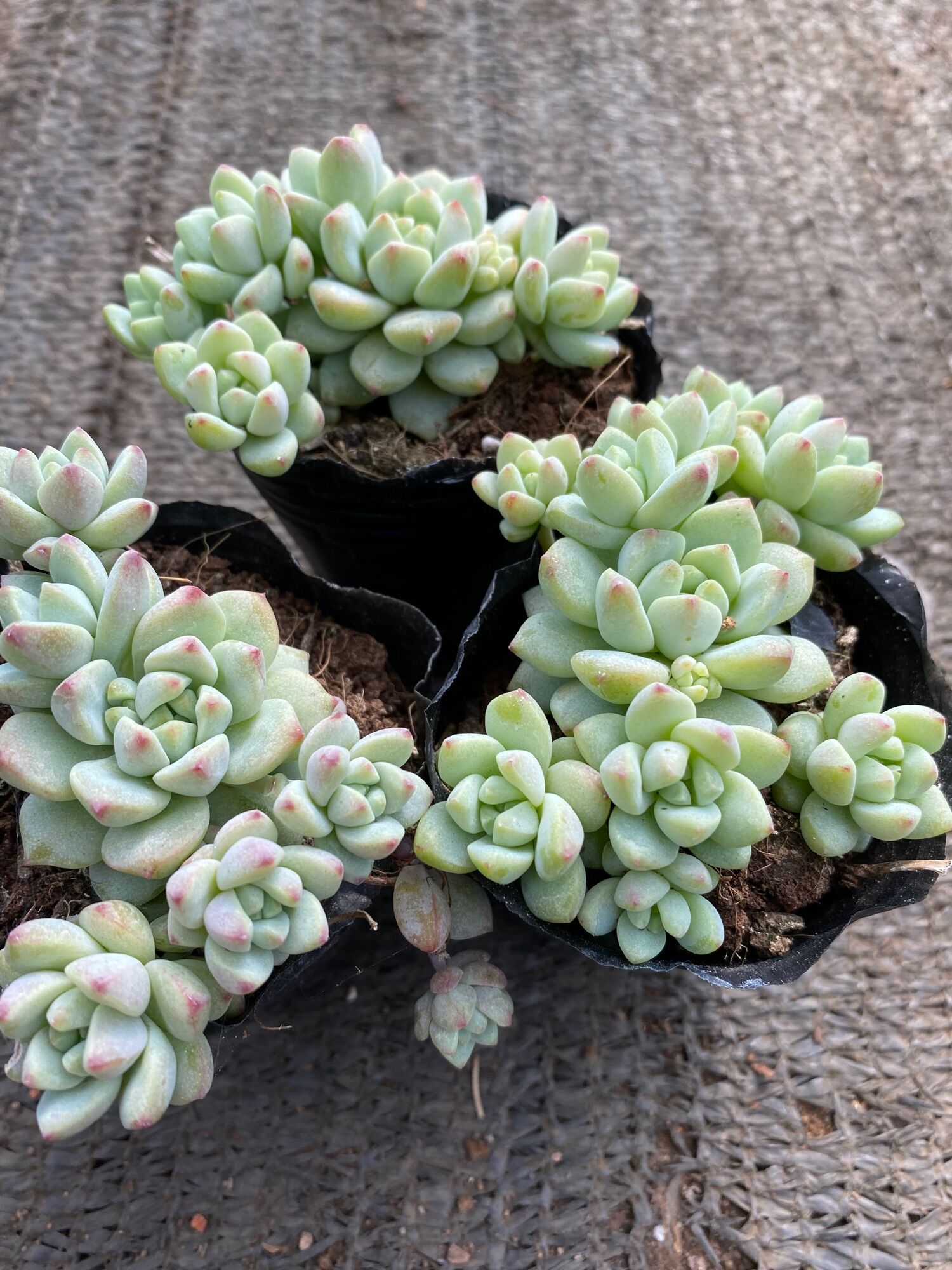 Cây sen đá dù hồng cánh tròn mới_🌱hàng sẵn