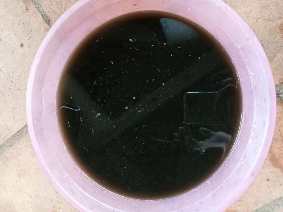 Cây sương sáo làm thạch đen (thạch sương sáo)