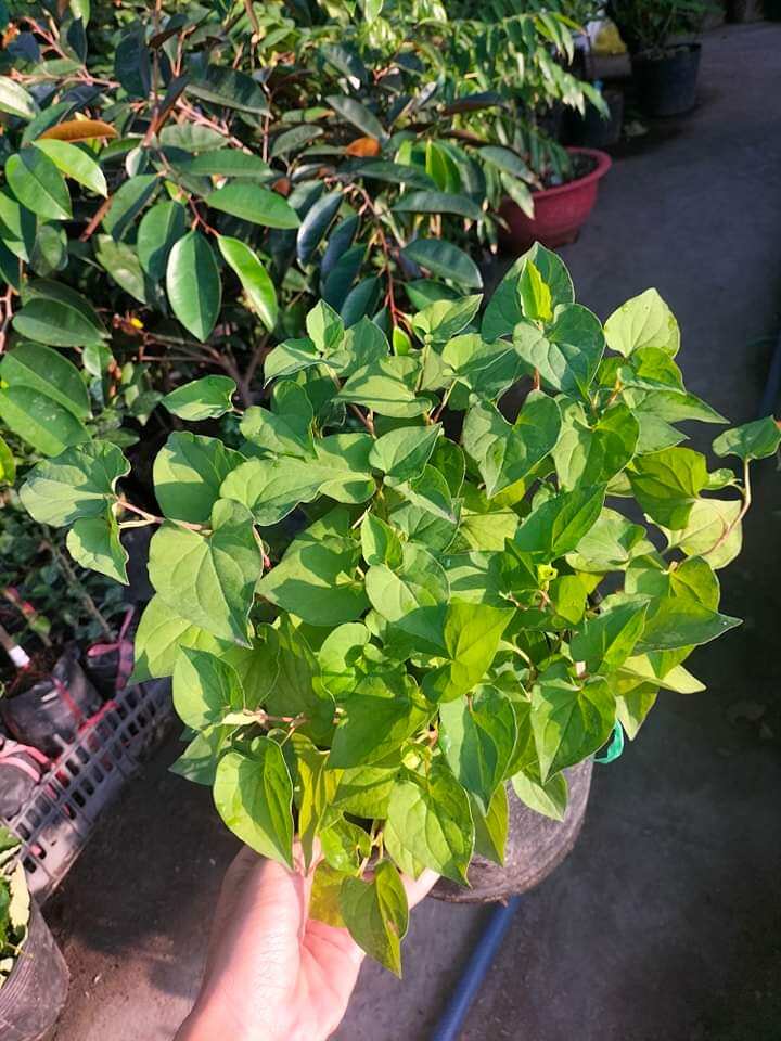 Cây giống rau diếp cá