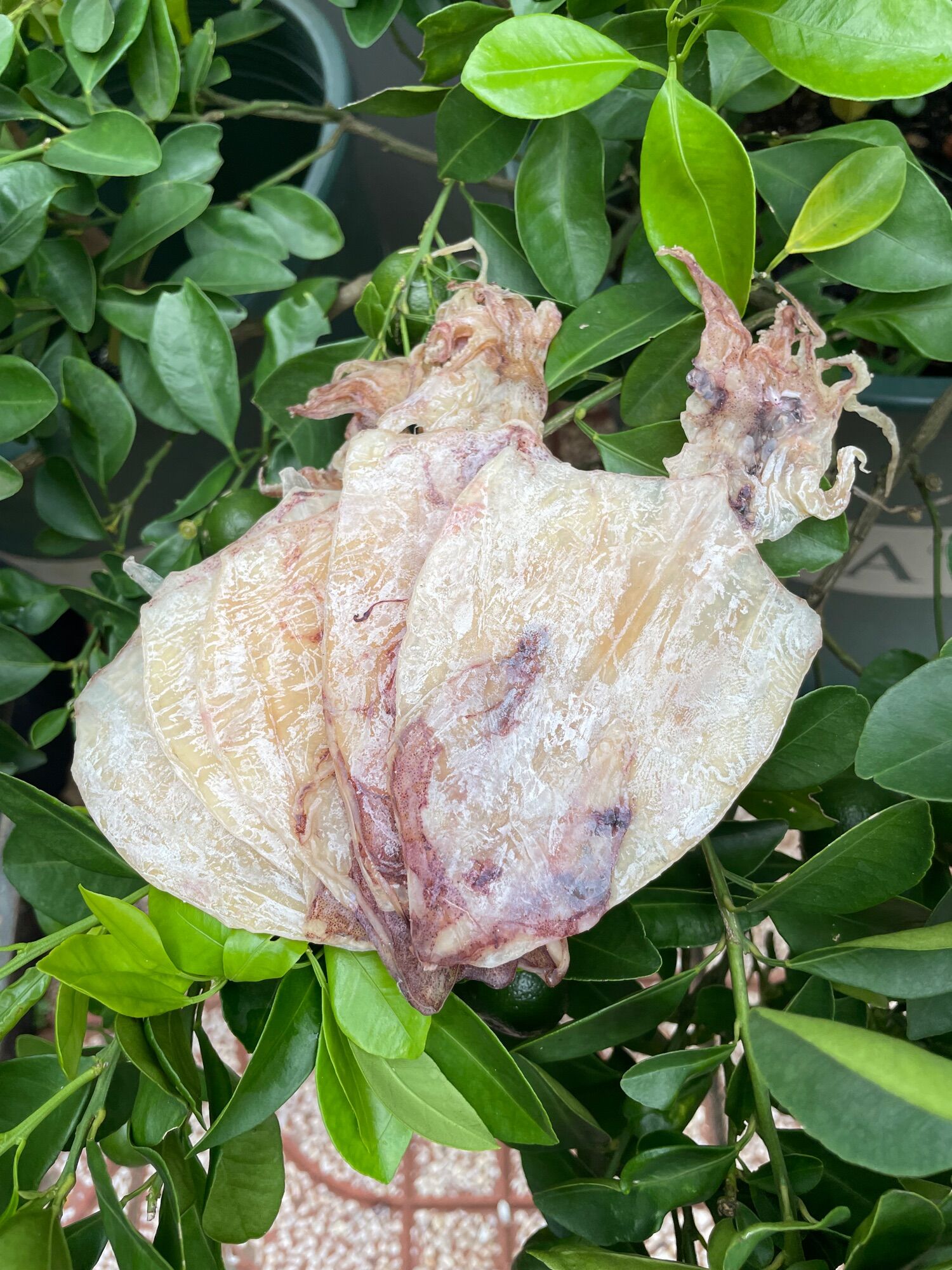 200g mực khô size 50-60 con/1kg...khô đảo nam du