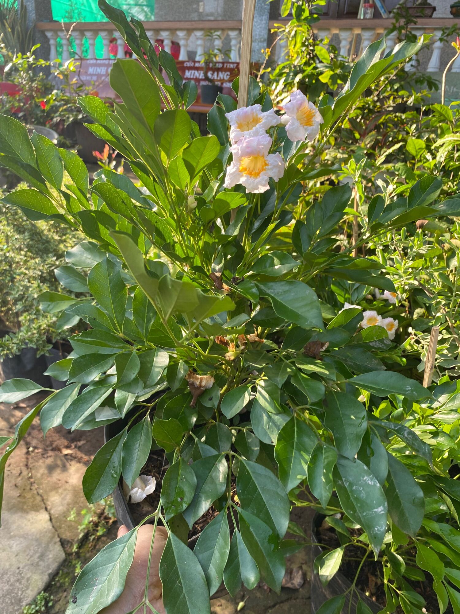 Chậu Nguyệt quế thái