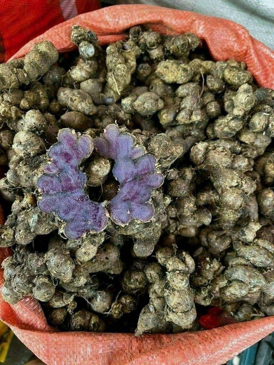 Gừng tím tươi (ngải đen) Tây Bắc 1kg