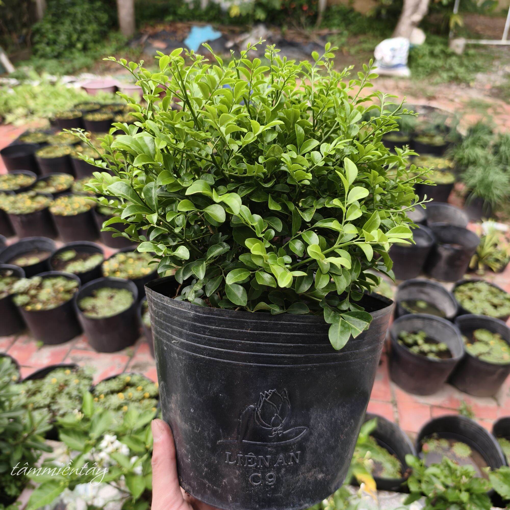 Cây nguyệt quế thái hoa thơm siêu hoa