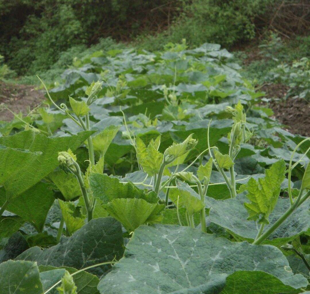 Gói 10g Hạt Giống Bí Siêu Đọt HN