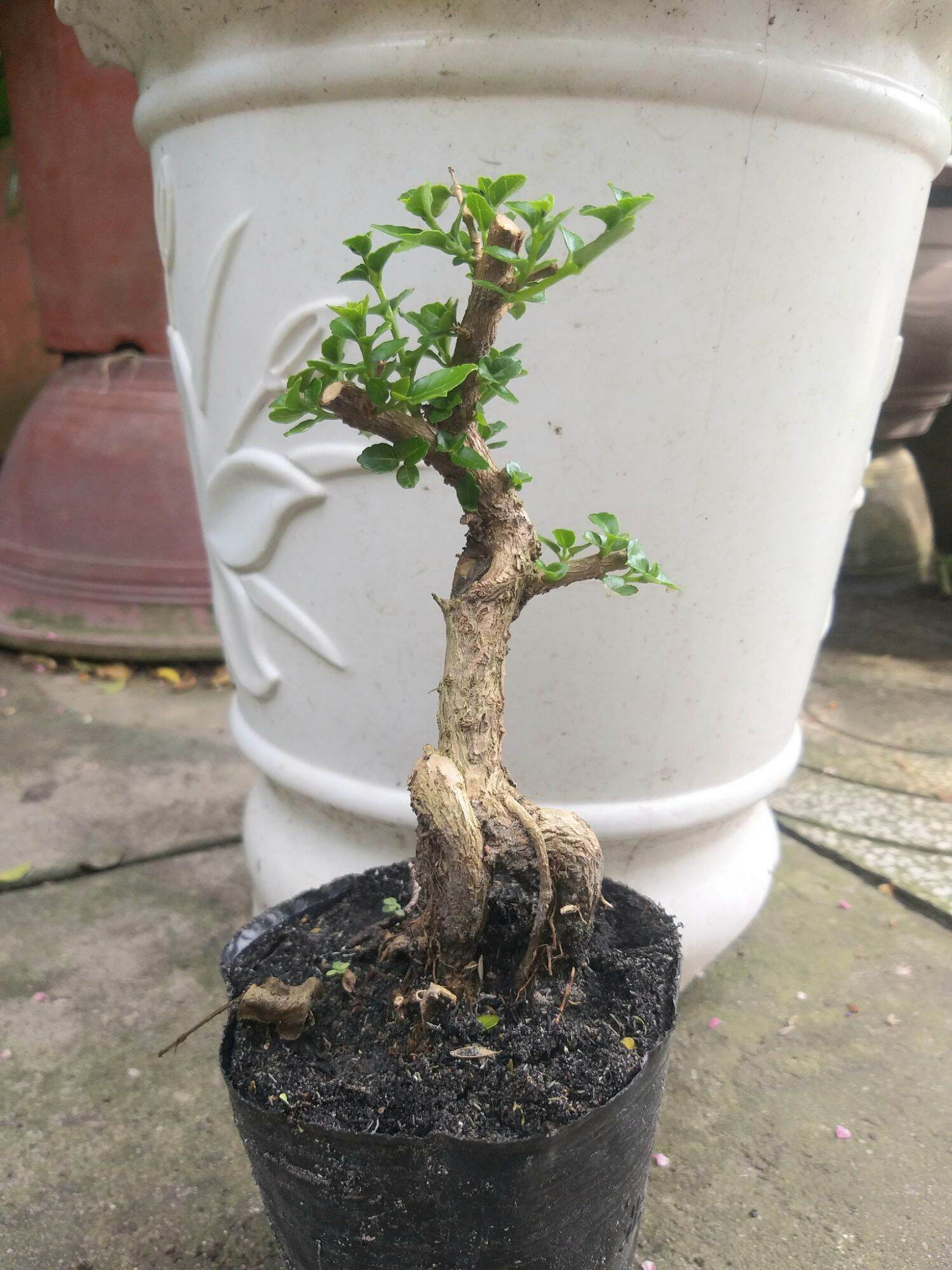 Sam hương bonsai mini dạng phôi