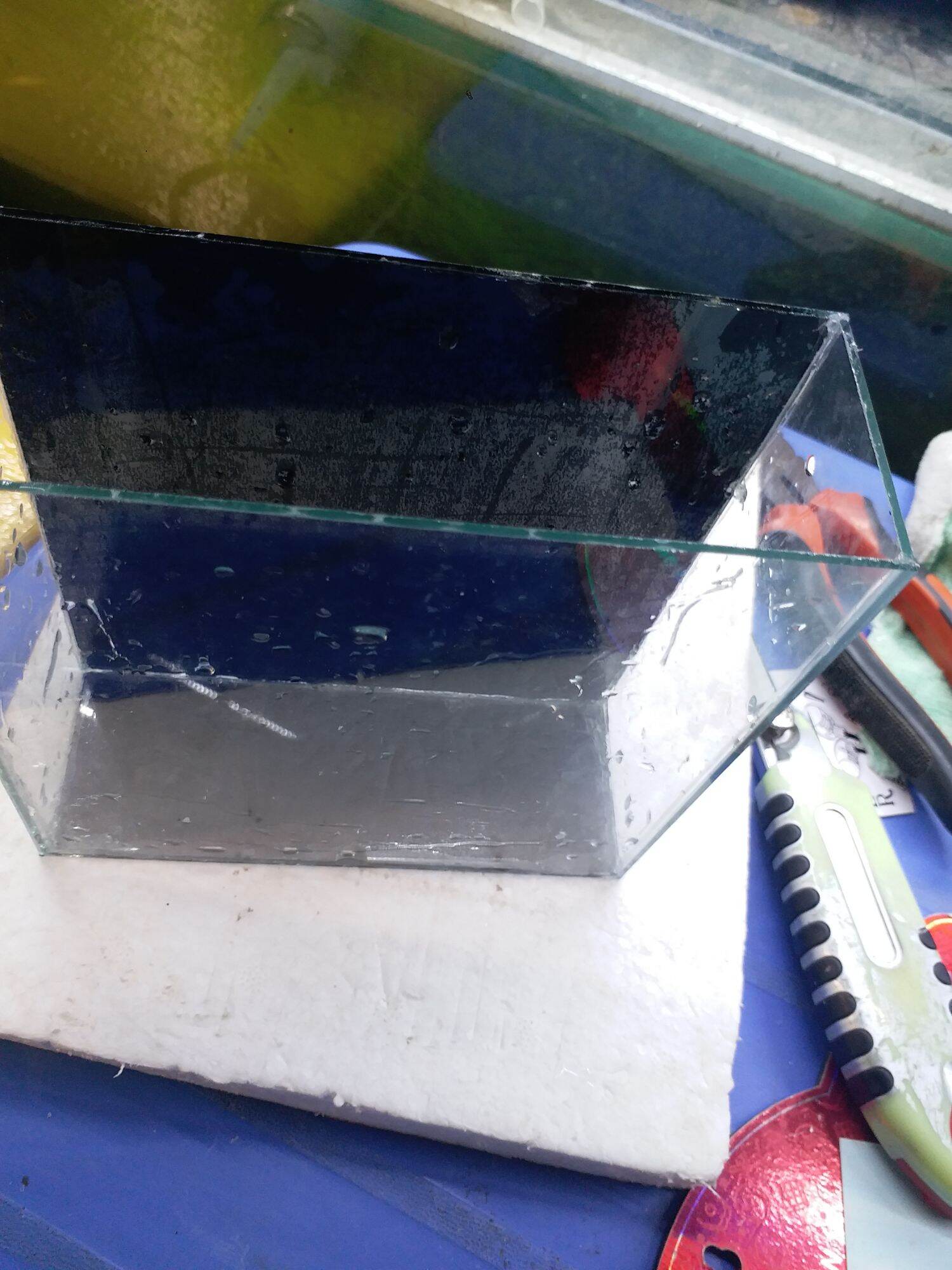 Hồ Show Betta và Guppy