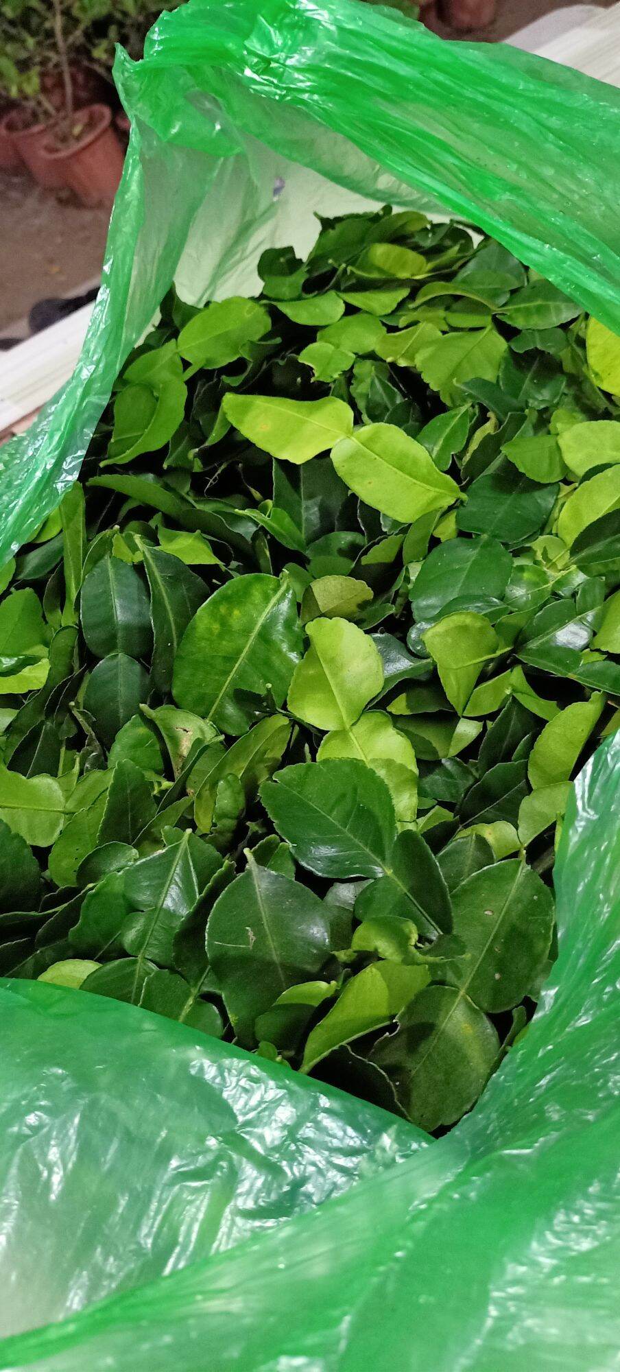 Lá chúc tươi 1kg lá chanh thái