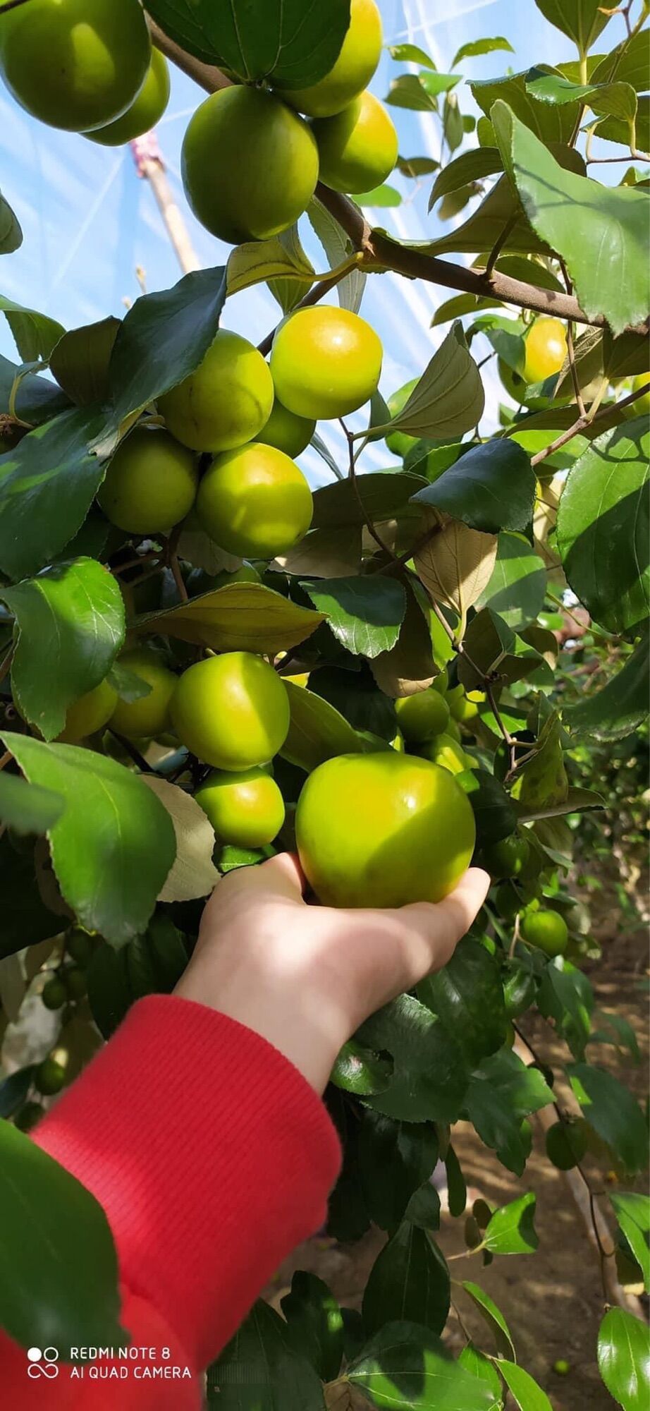 Cây Táo Thái Giống Siêu Trái