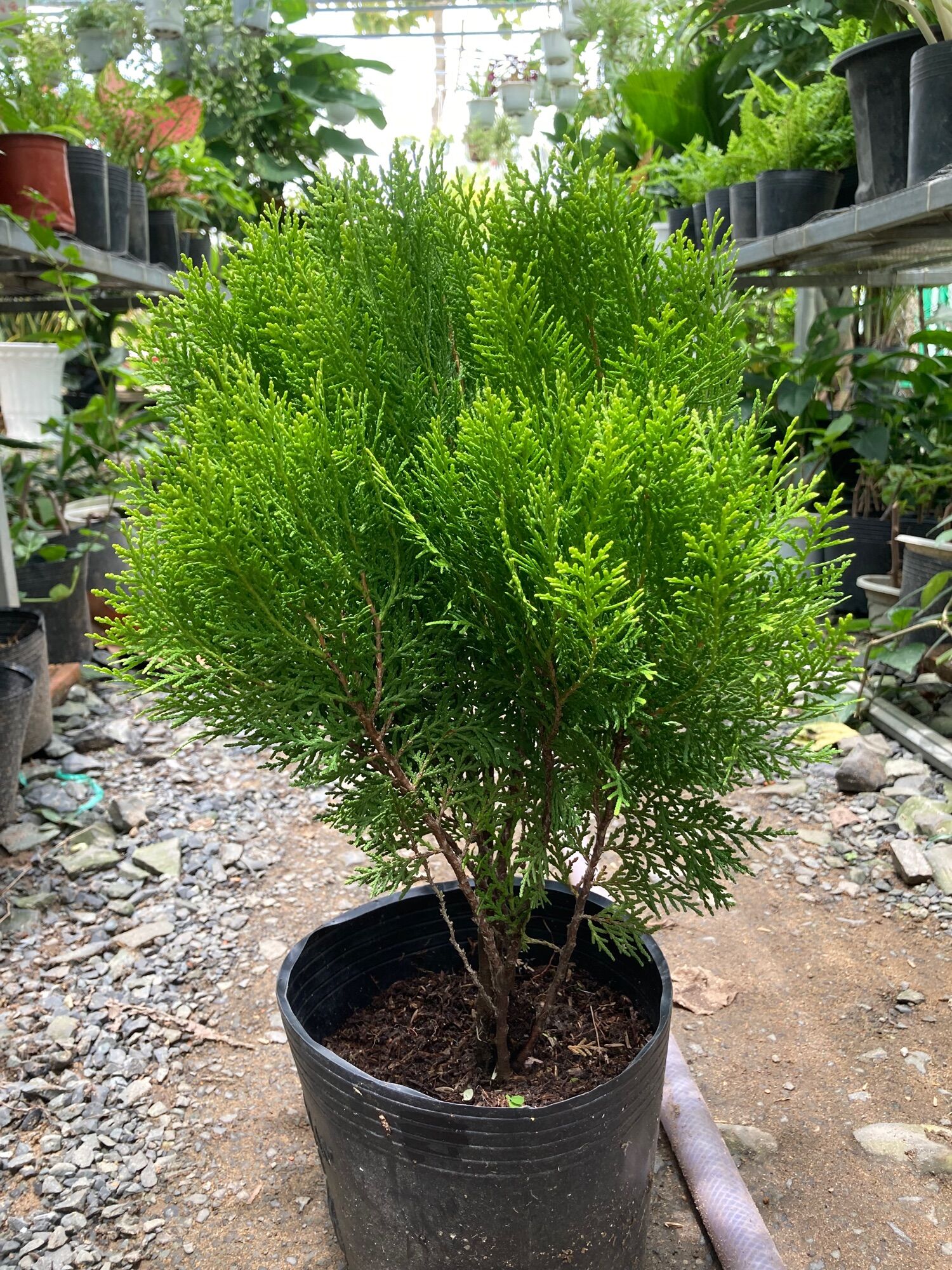 Trắc bá diệp hay tùng bách diệp