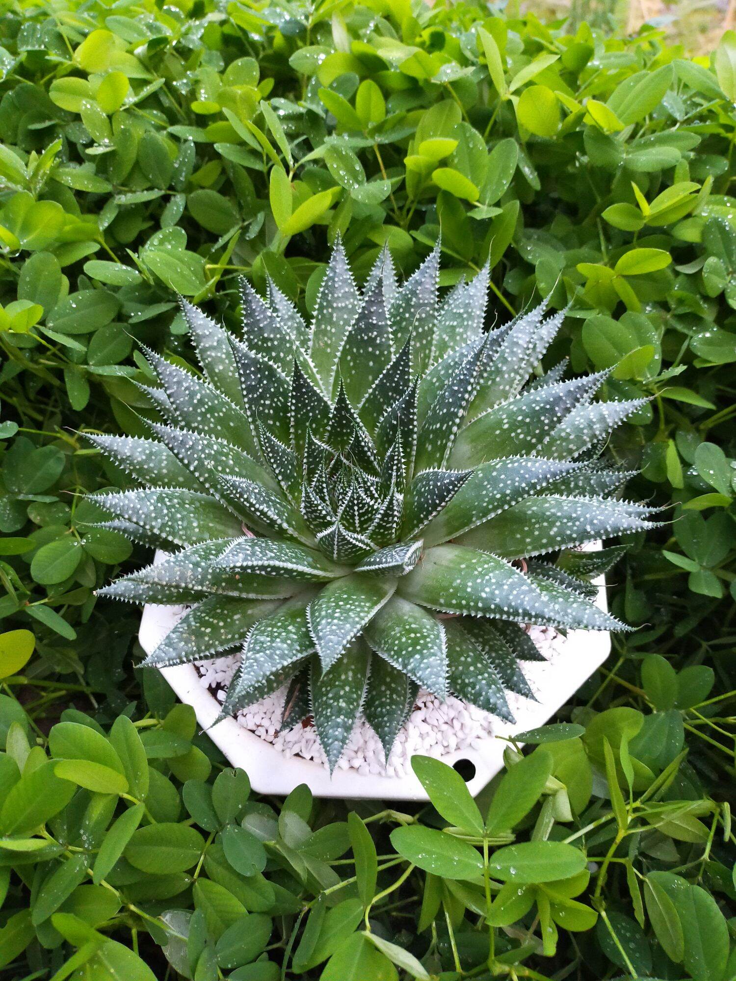 Sen đá sao biển pháp. cây y hình22-24 cm🌵size đại🌲xuất vườn đalat ❤️ cây siêu khoẻ ❤️