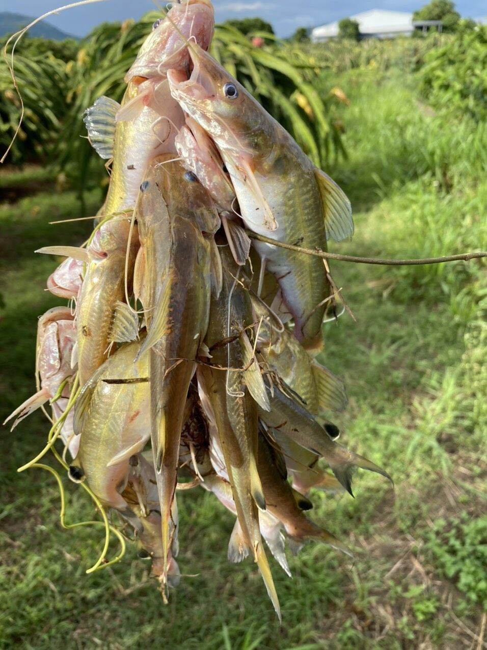 1KG MỒI CÂU CÁ LĂNG CÁ DA TRƠN