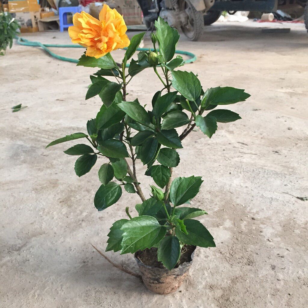 Cây hoa dâm bụt cánh kép - màu vàng