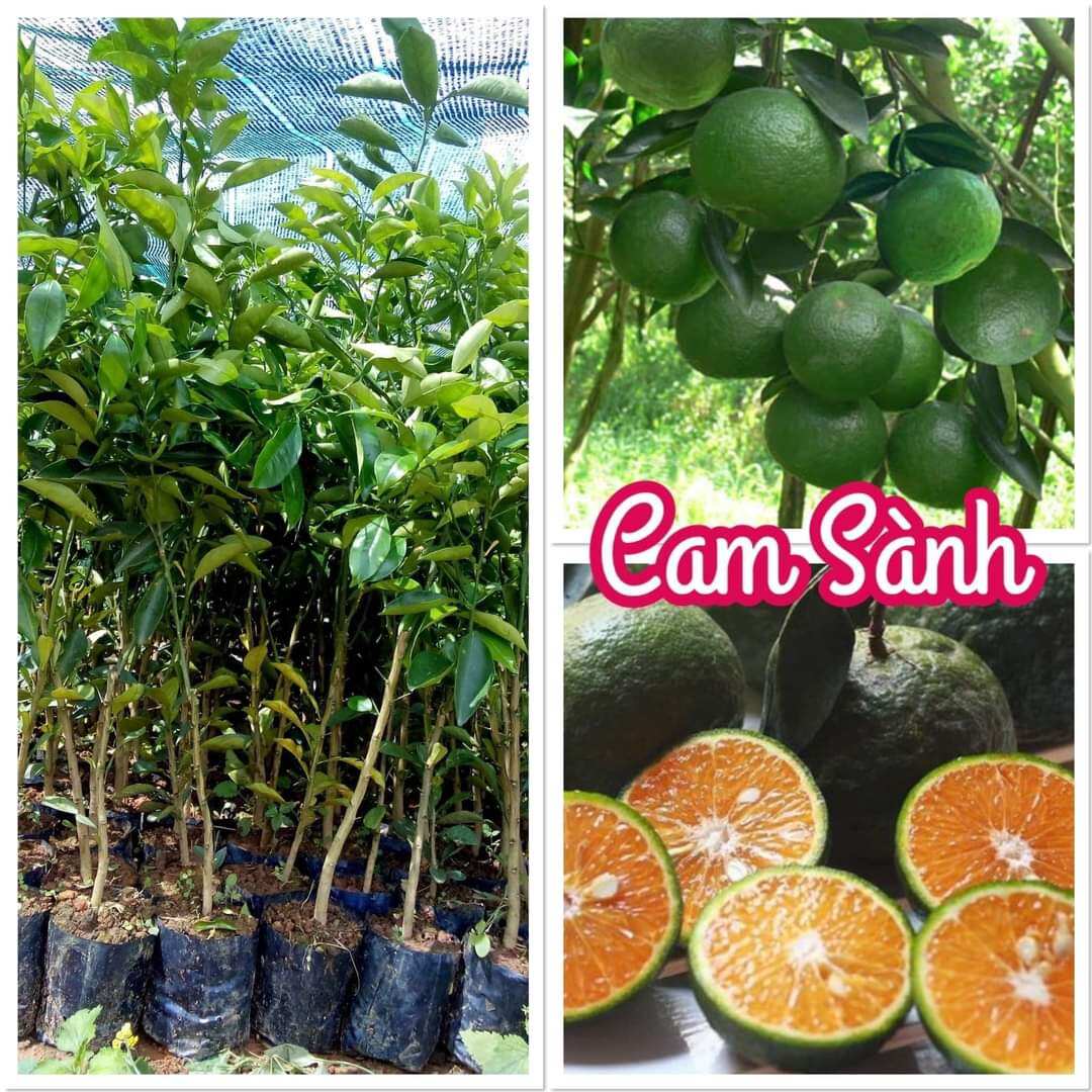 Cây giống cam sành