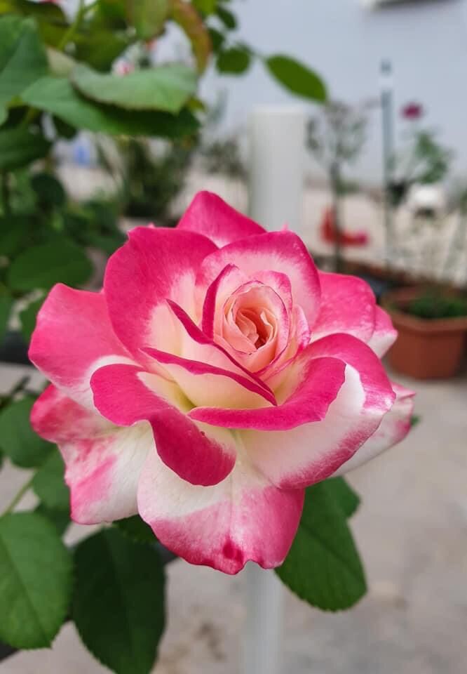 Hoa hồng ngoại Cherry rose