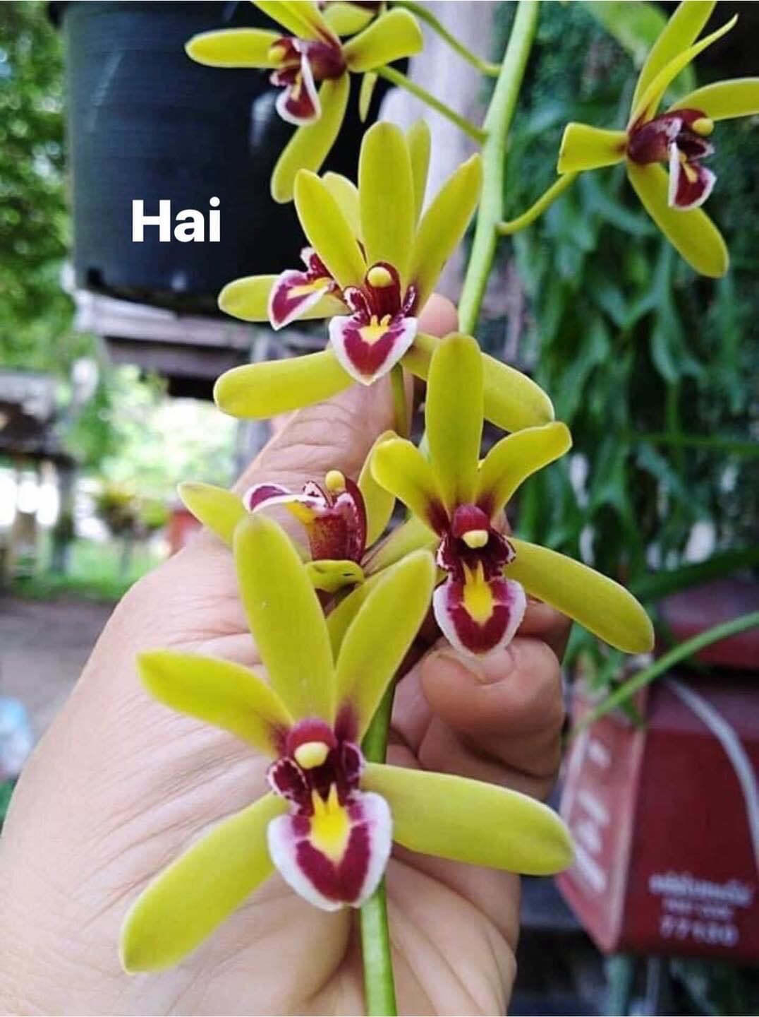 Hoa Lan kiếm Thái(1 cây)