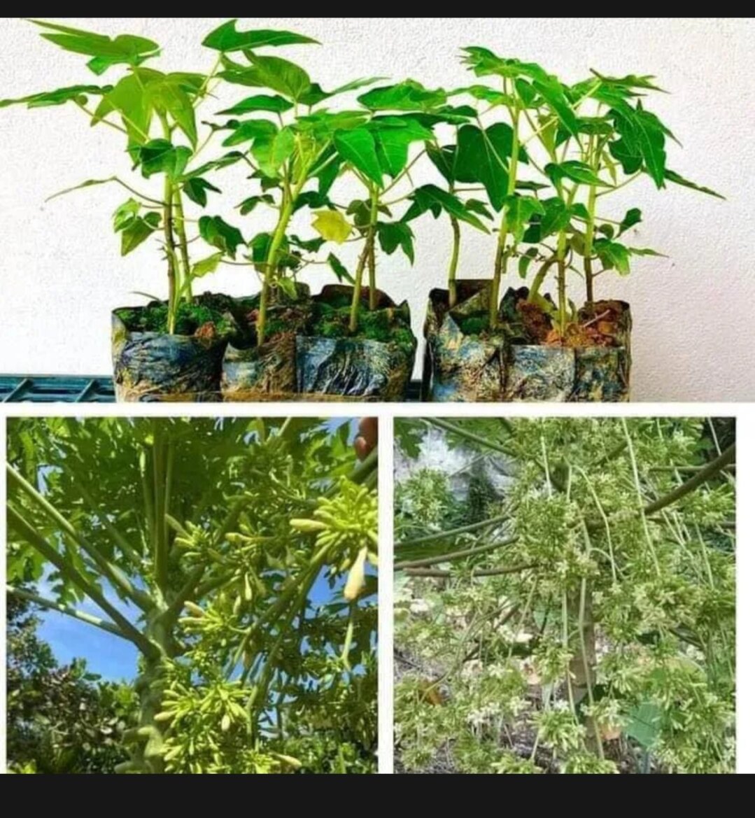Cây đu đủ Đực Siêu Hoa- 20 cây