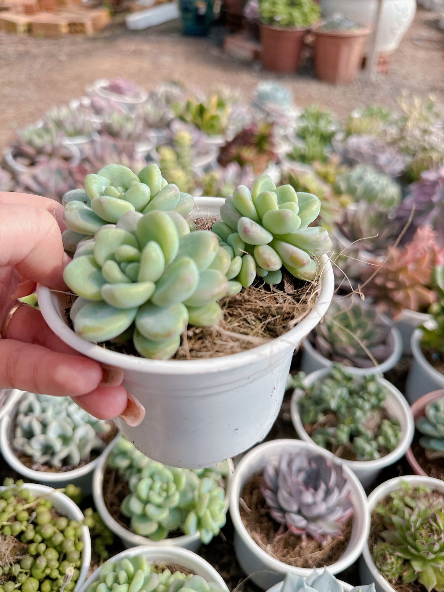 Sen đá sỏi thiên thanh size trung 5-7 cm