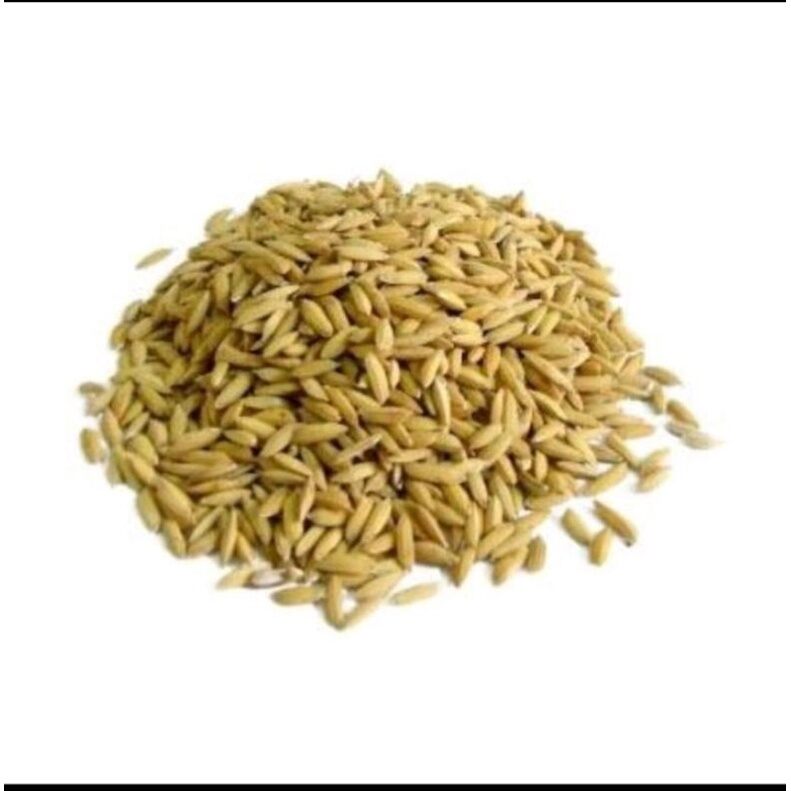 Hạt lúa/thóc thơm. thức ăn cho chim, gà, gieo mầm cây cảnh 500g