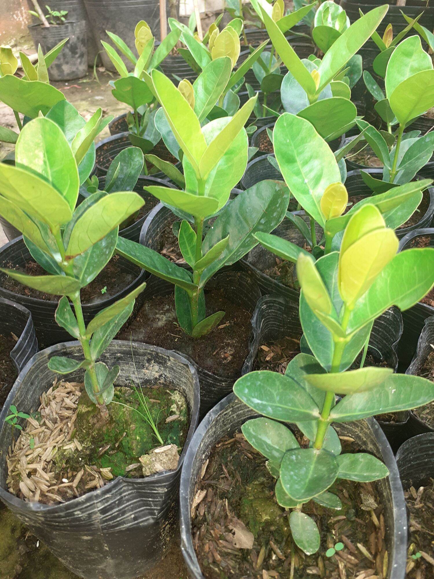 Cây giống Phụng Hoàng Cam ( nhận cây ảnh cuối)
