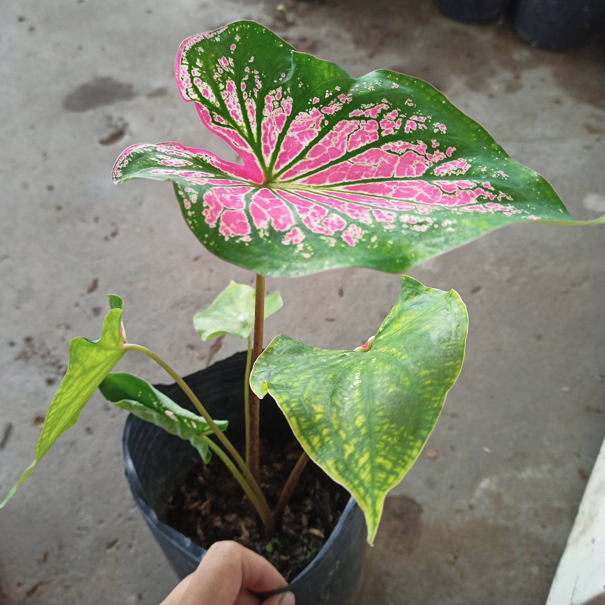 Củ môn thiên nga - thai beauty caladium