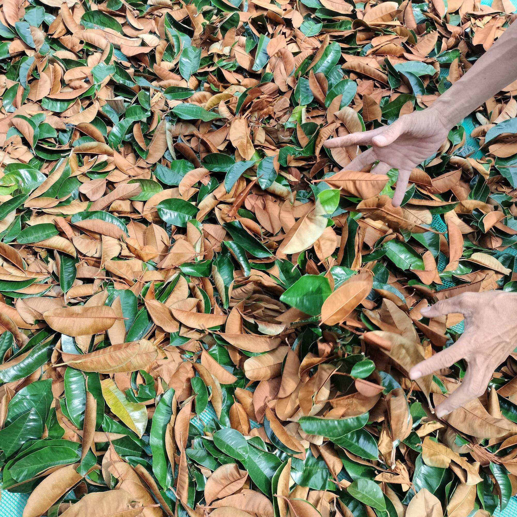 Lá vú sữa sấy khô 1kg