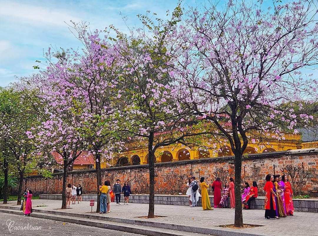 Cây giống hoa ban trắng tây bắc
