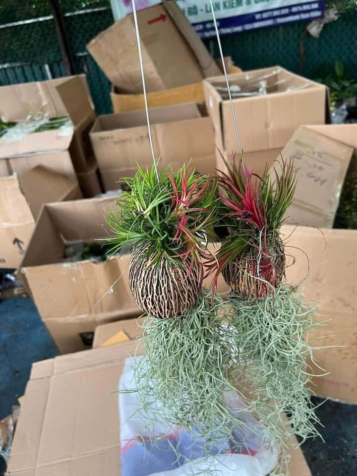 Cây không khí Kim Yến Tóc Tiên Quả dừa Thái Lan, cây cảnh lọc không khí ( quả to ) sỉ ib