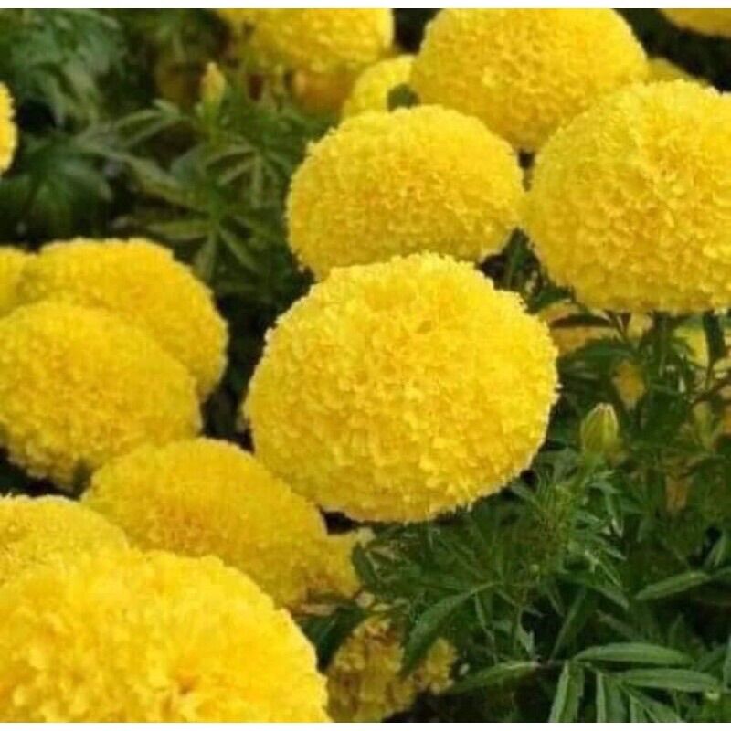Hạt Giống hoa vạn thọ lùn vàng chanh