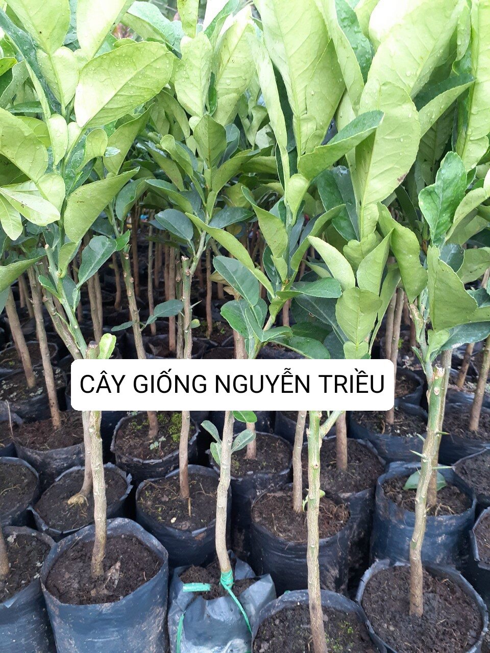 Cây giống bưởi ruby ruột đỏ thái lan