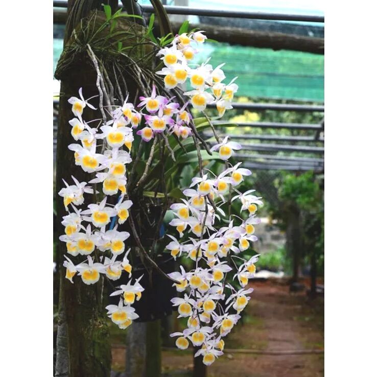 Phân bón Siêu Ra Hoa Thần Kỳ 7