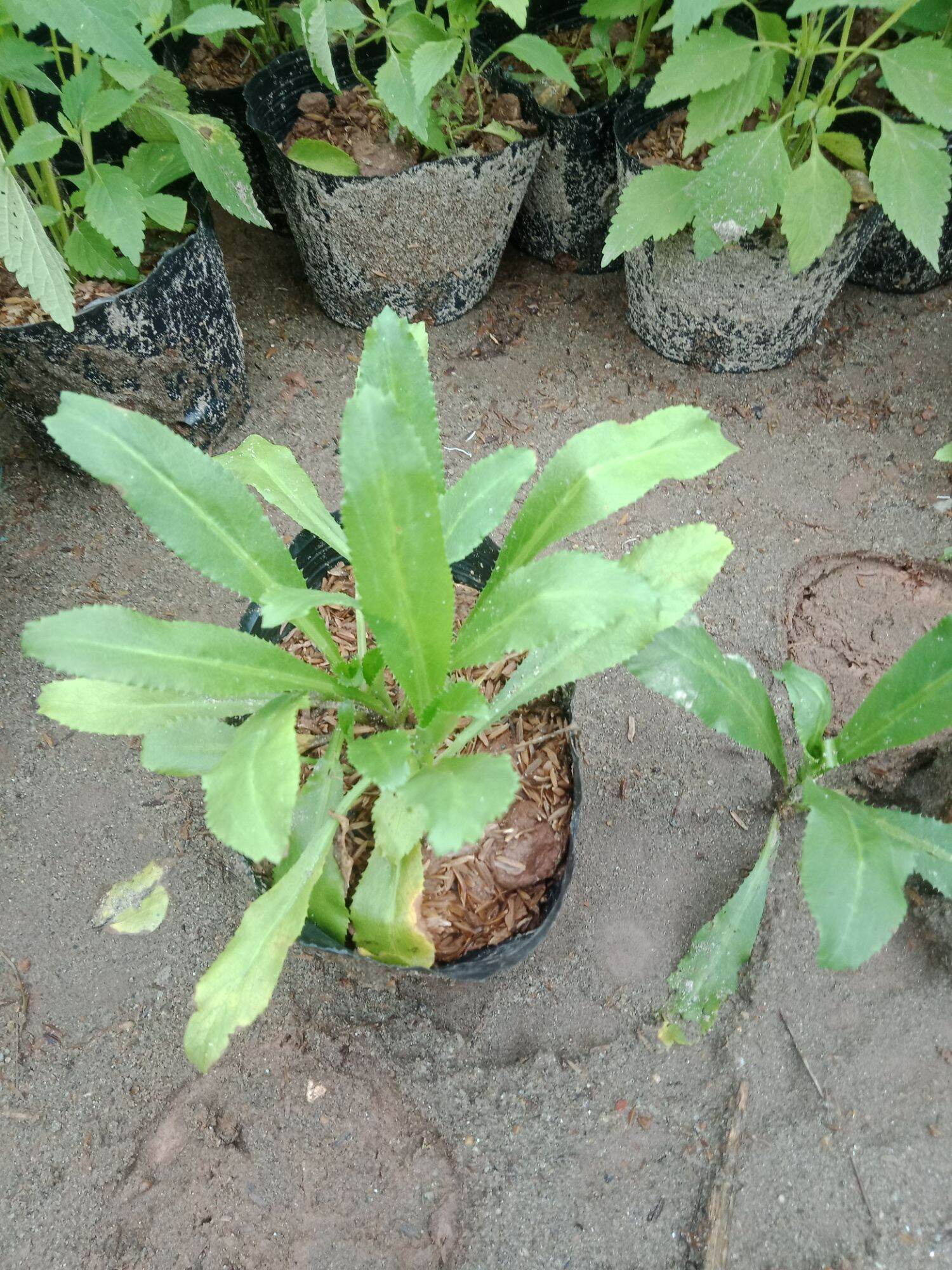 cây rau mùi tàu ( ngò gai)  bầu 3-4 cây